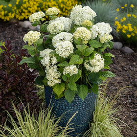 First Editions Hydrangea FlowerFull blooms transition from green to cream for seasonal interest.