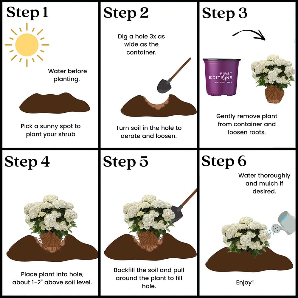 First Editions Hydrangea FlowerFull mature size 3–4 ft by 4–5 ft for flexible layouts.