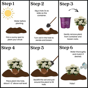 First Editions Hydrangea FlowerFull mature size 3–4 ft by 4–5 ft for flexible layouts.
