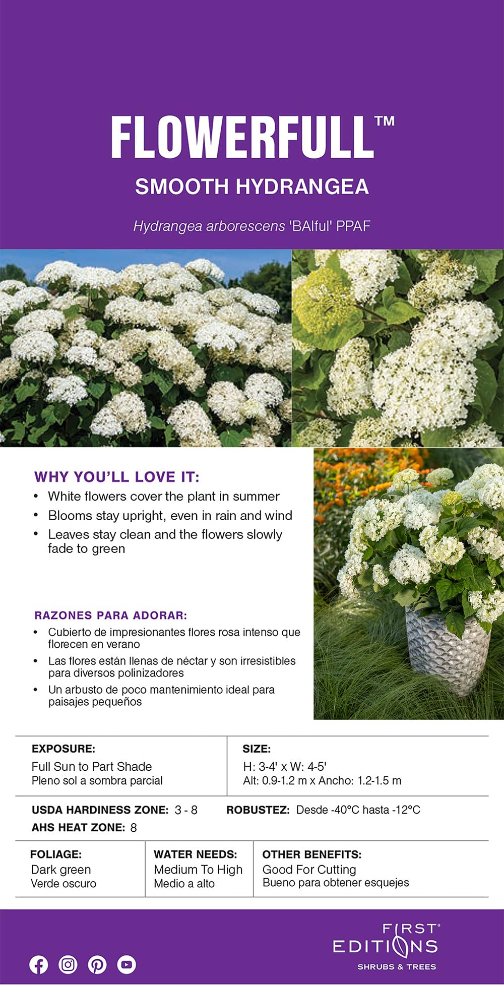 First Editions Hydrangea FlowerFull strong stems support large late-summer flowers.