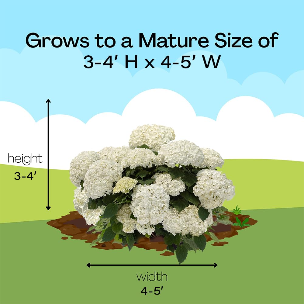 First Editions Hydrangea FlowerFull USDA zones 3–9, resilient garden favorite.