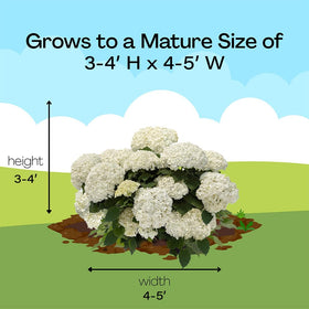 First Editions Hydrangea FlowerFull USDA zones 3–9, resilient garden favorite.