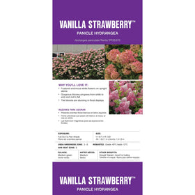 Color-changing blooms of Vanilla Strawberry Hydrangea from white to pink to red