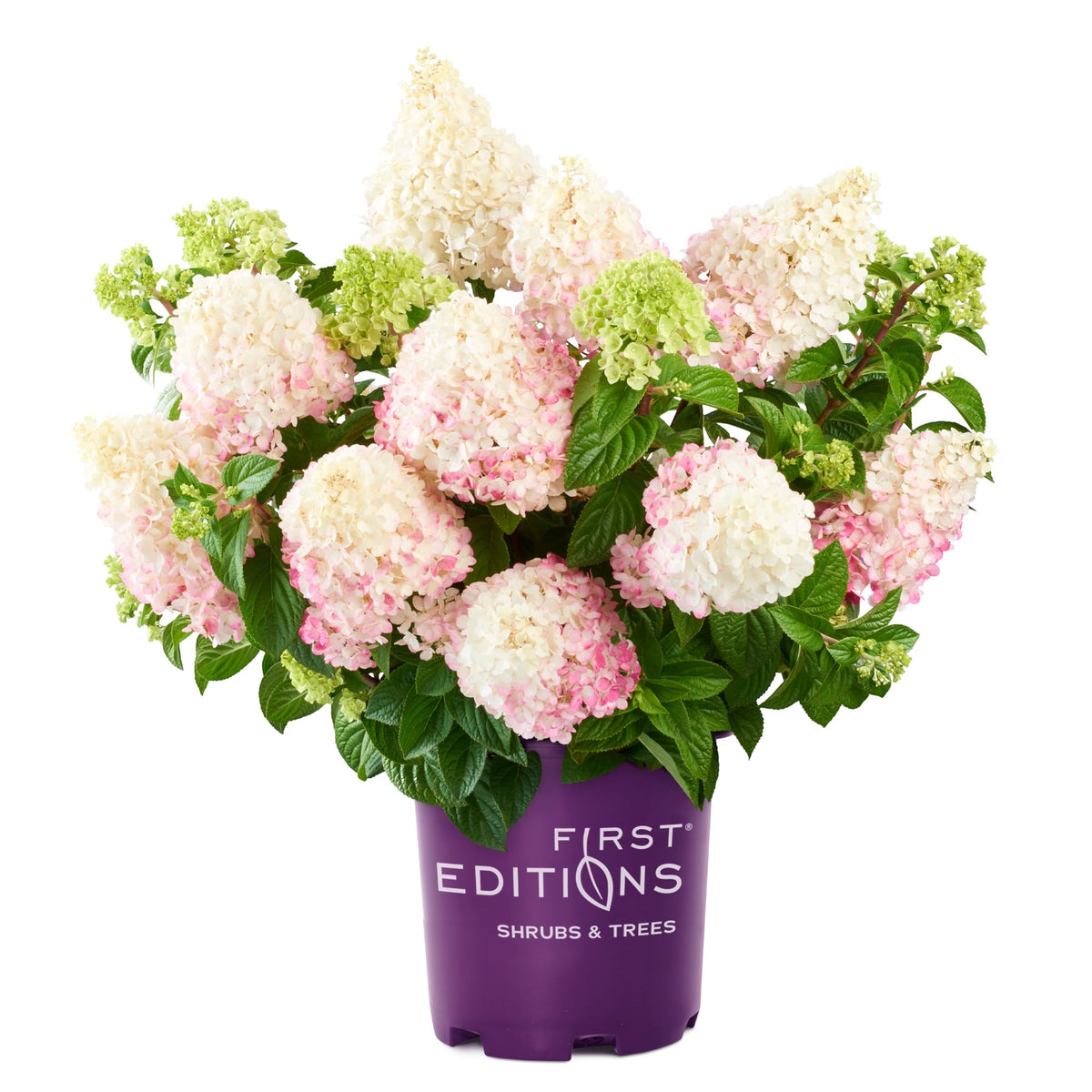 First Editions Vanilla Strawberry Hydrangea blooms close-up, ideal for fresh-cut arrangements
