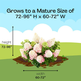 Vanilla Strawberry Hydrangea blooms used in dried flower displays