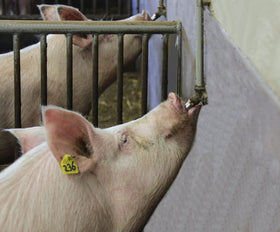 Fitvell durable stainless steel construction resists farm wear.