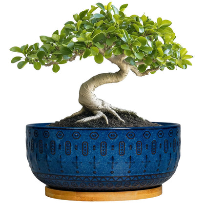 Fivepot Bonsai Pots in blue ceramic for indoor plants and stylish decor.