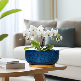 Fivepot blue planter as a thoughtful housewarming gift for plant lovers.