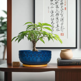 Fivepot bonsai pot with drainage hole and saucer for clean surfaces.