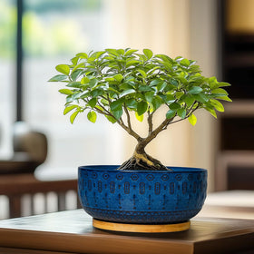 Fivepot ceramic finish remains durable and color-stable in indoor spaces.