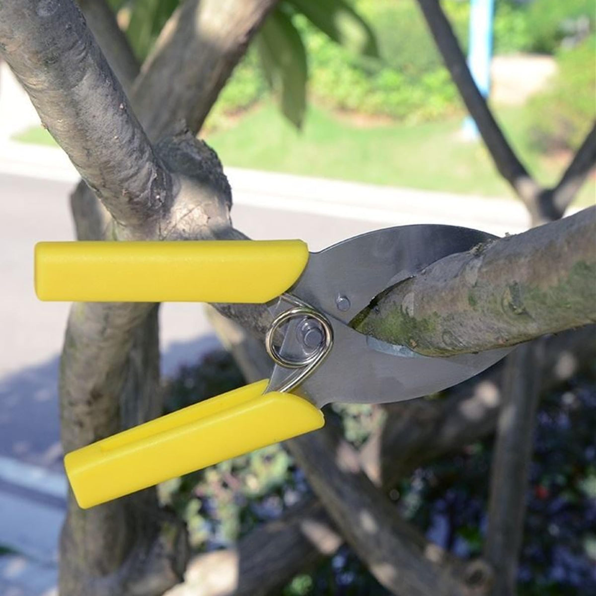 FJYXCHENXM tree grafting in an orchard using girdling scissors.