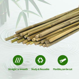 FlaggeZG garden stakes provide sturdy, flexible support for climbing vegetables.