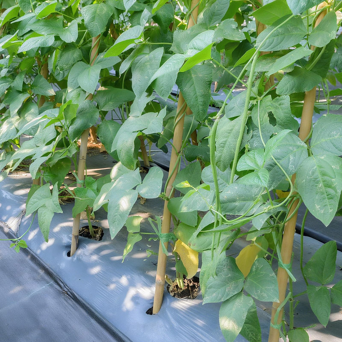 FlaggeZG garden trellis potential with 36pcs stakes and ties