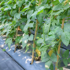 FlaggeZG adjustable lengths help tailor support to plant height.