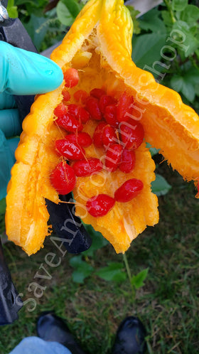 Floralys Ampalaya fruit close-up showing 8-10 inch size and green warted skin.