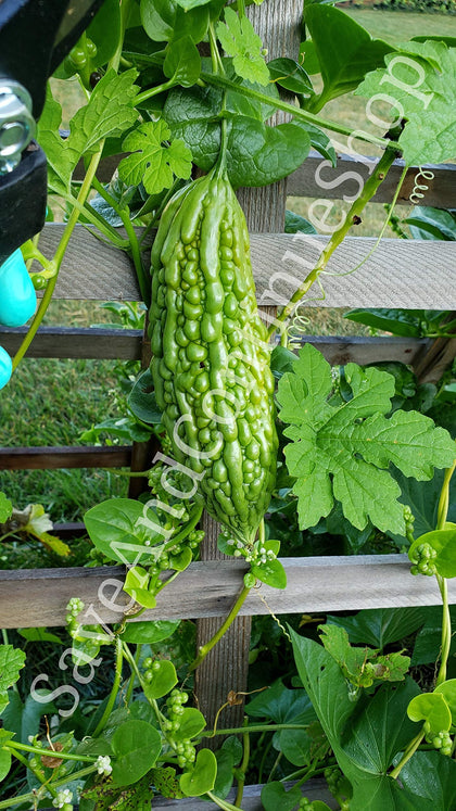 Floralys Ampalaya seeds pack ready for sowing in a home garden.