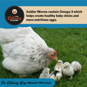 Fluker's chickens feeding moment Protein-rich treat for coop pets