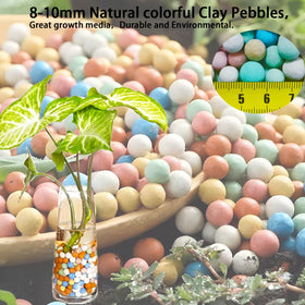 FlwSoil orchid and succulent setups with colorful Leca accents