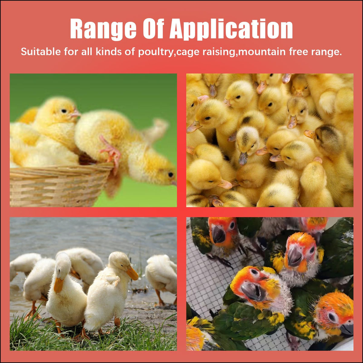Flylin set supports ducks, quail, pigeons, and other small birds.