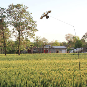 Flyonte bird deterrent coverage reaches 200-500 sqm for practical outdoor areas.