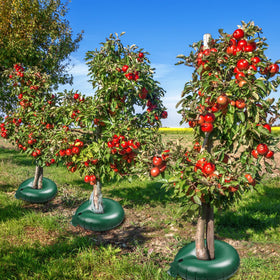 Foaincore watering rings make a thoughtful gift for gardeners and homeowners.
