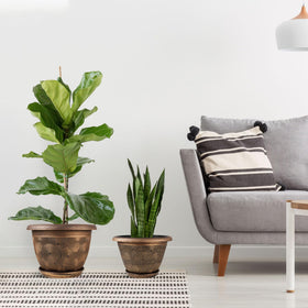 Fodetyff planter with removable saucer keeps surfaces clean