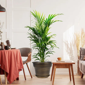 Fodetyff window-sill display with 16-inch planter adds lush color