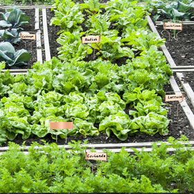Writing area on the label for easy plant names and notes