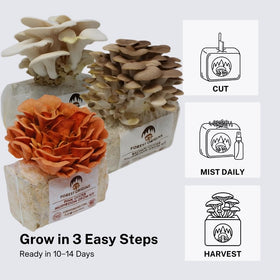 Forest Origins grow kit on a sunny kitchen windowsill for easy indoor cultivation.