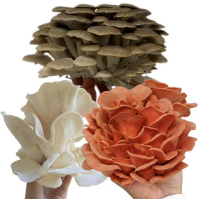 Forest Origins oyster mushrooms close-up showing rich texture and color.