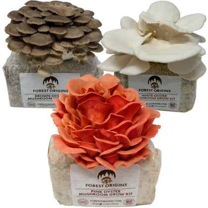 Forest Origins oyster grow kit front view, beginner-friendly indoor gardening convenience.
