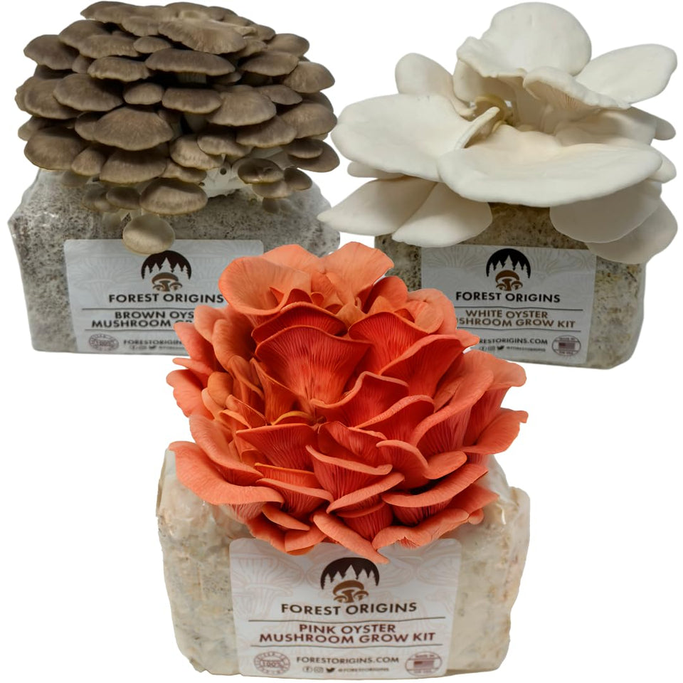Forest Origins oyster grow kit front view, beginner-friendly indoor gardening convenience.