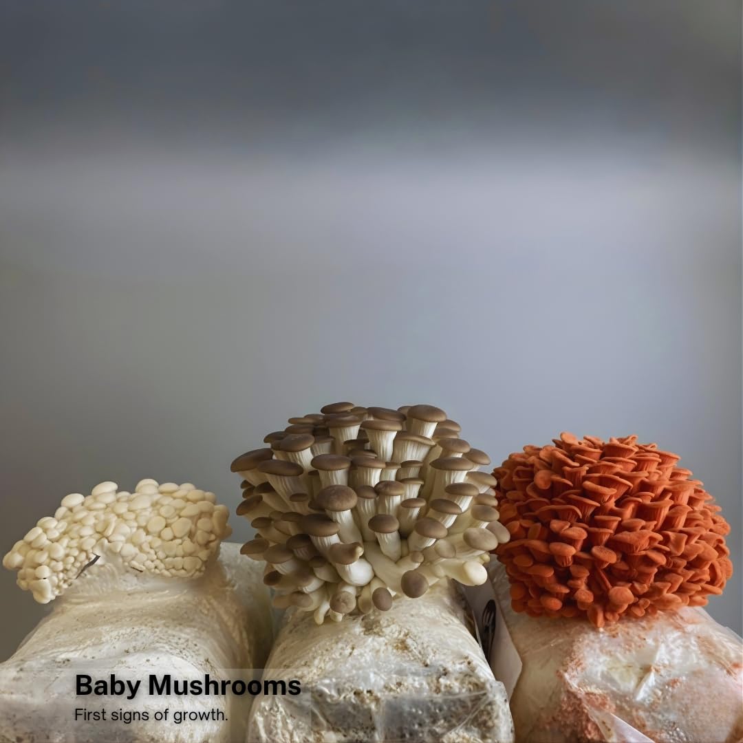 Forest Origins trio oyster varieties display for home cooks exploring gourmet mushrooms.