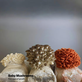 Forest Origins trio oyster varieties display for home cooks exploring gourmet mushrooms.