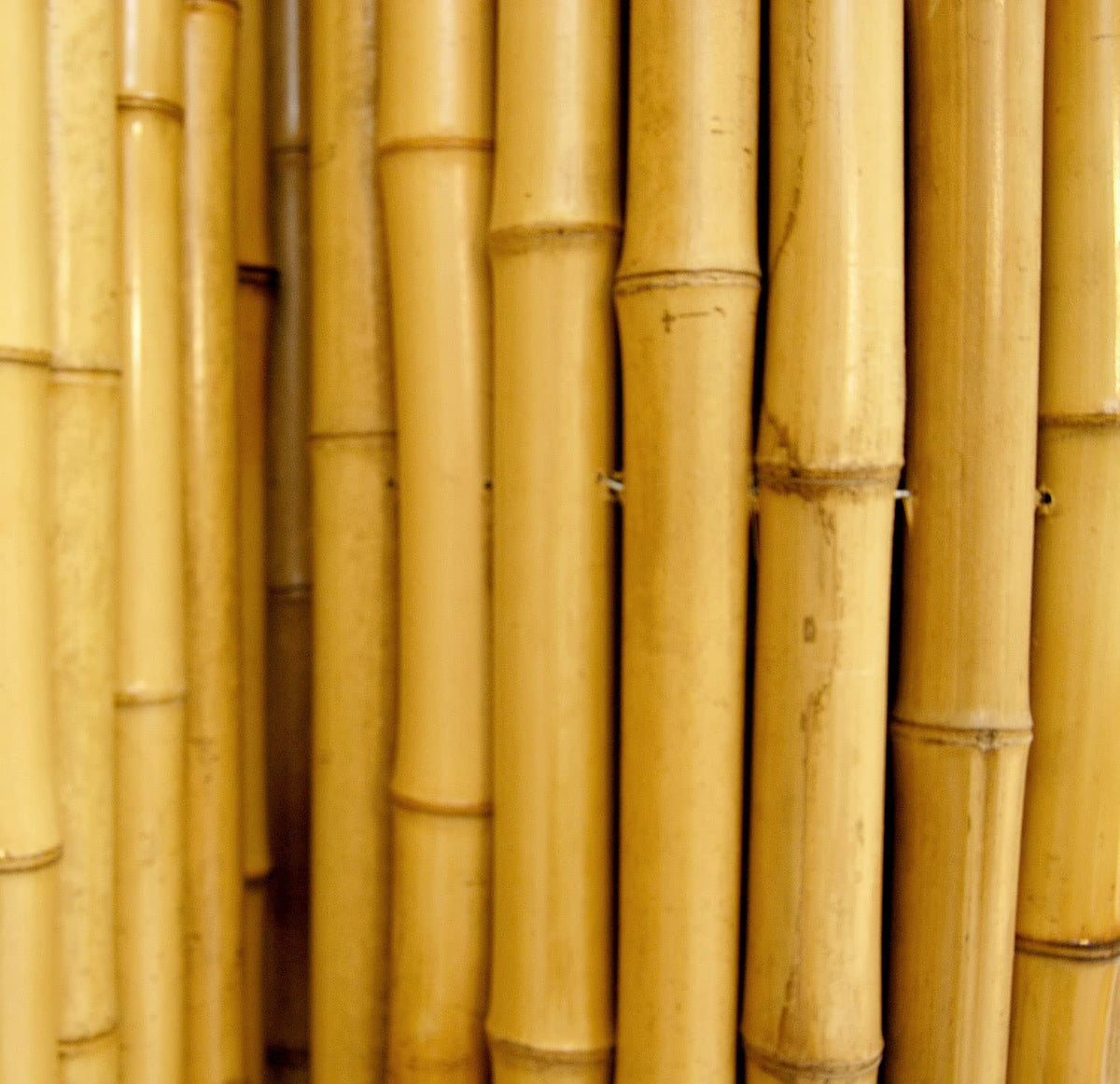 Forever Bamboo privacy bamboo panel outdoors adds rustic charm and seclusion.