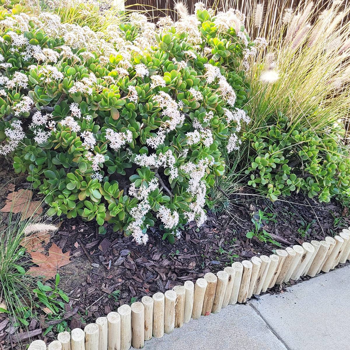 FOREVER BAMBOO tree ring border defining circular planting bed.