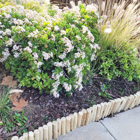 FOREVER BAMBOO tree ring border defining circular planting bed.