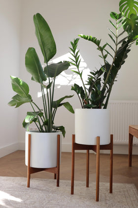 Fox and Fern two-height display offering versatile arrangement in small spaces.