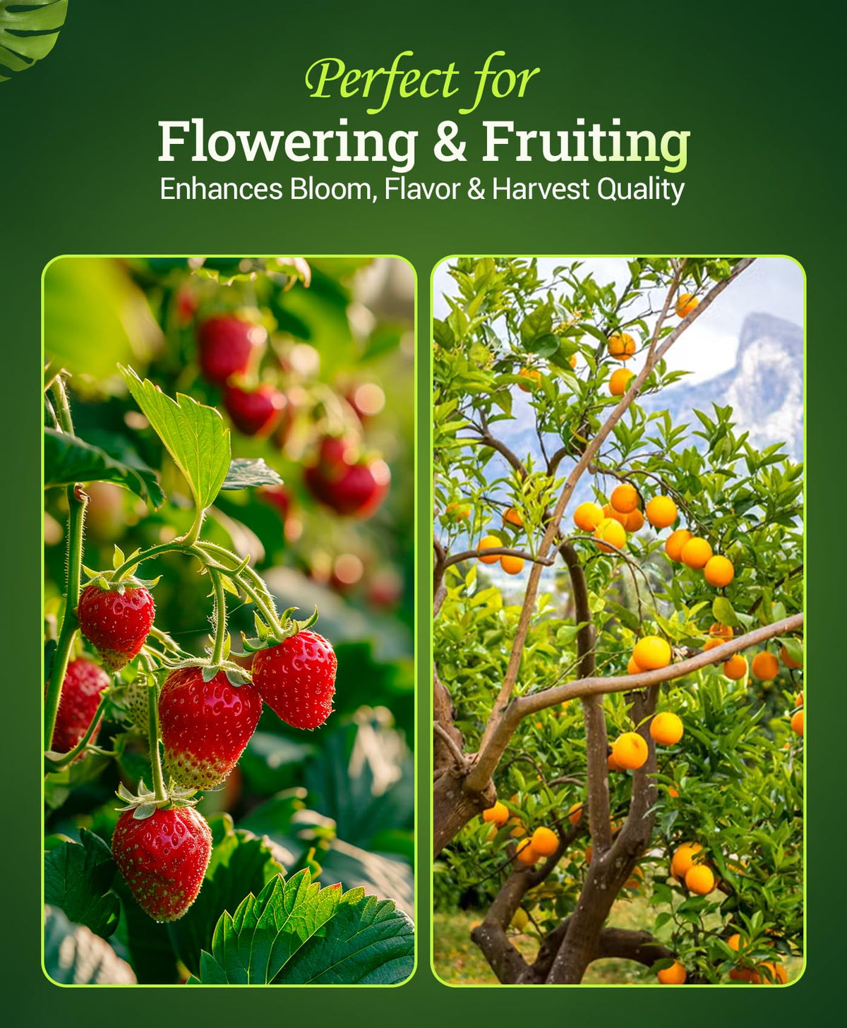 FoxFarm Bembé Sweet & Dandy used in hydroponics for vibrant growth.