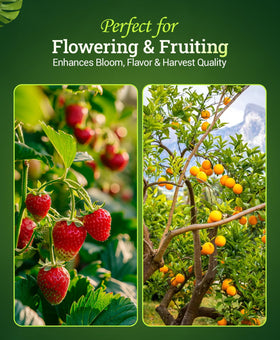 FoxFarm Bembé Sweet & Dandy used in hydroponics for vibrant growth.