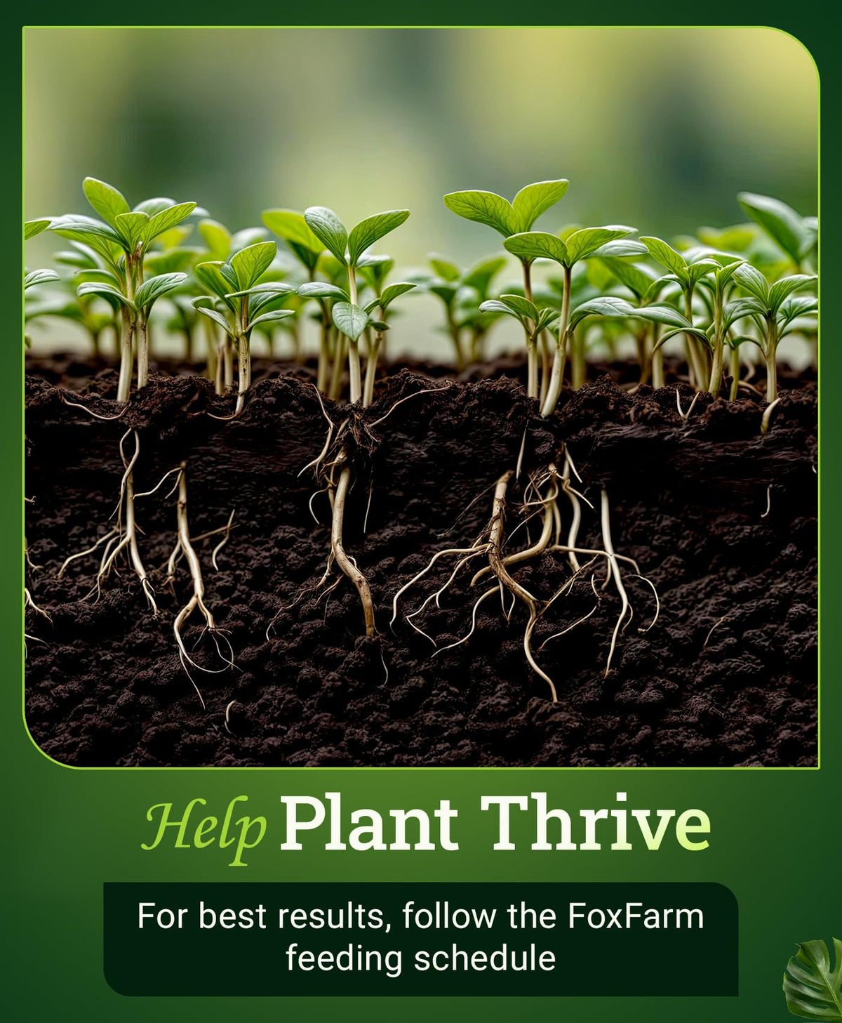FoxFarm Kangaroots supports hydroponic and soil systems with adaptable root health benefits.