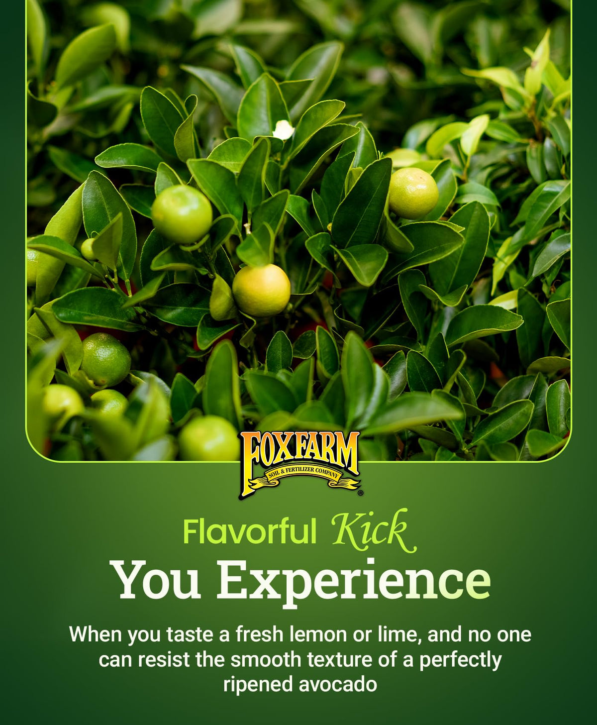 Close-up of lush citrus leaves nourished by FoxFarm Happy Frog.