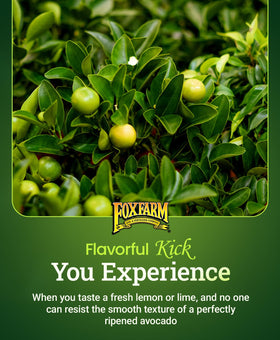 Close-up of lush citrus leaves nourished by FoxFarm Happy Frog.