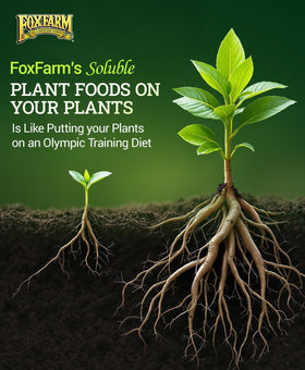 FoxFarm Soluble Trio Pack offers versatile feeding for hydroponics, soil, and soilless systems.
