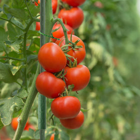 Frcctre versatile plant-support for tomatoes, cucumbers, peppers, and beans.
