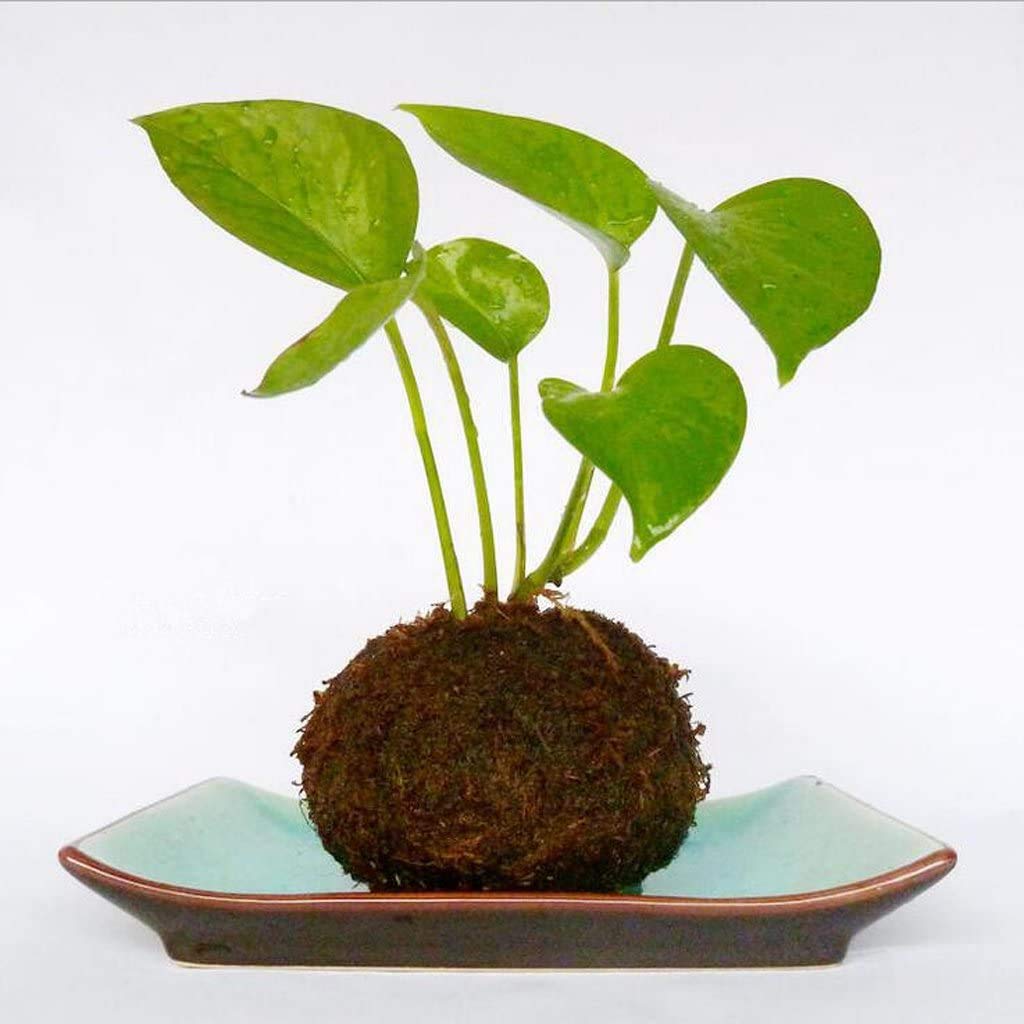 FRECI 12cm moss ball pot size suits small to medium plants