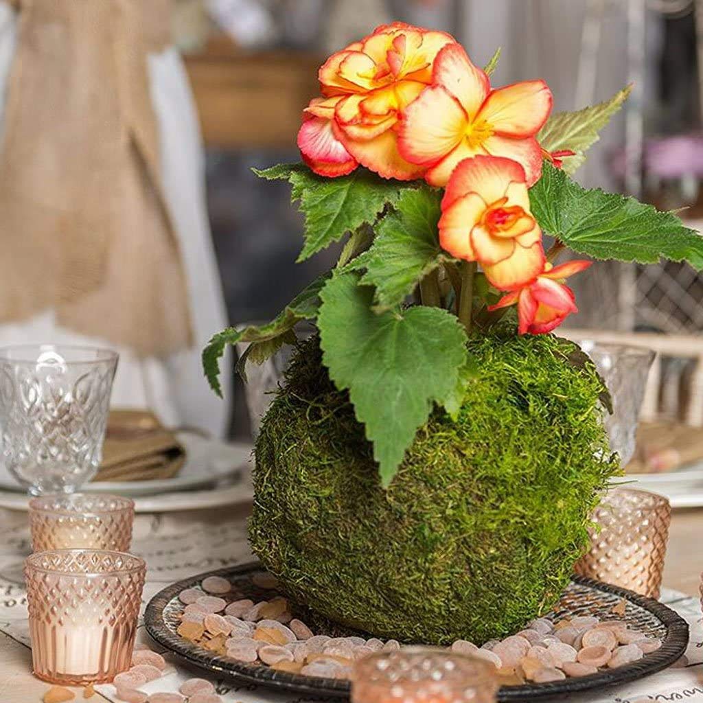 FRECI moss ball pot durable material for long-lasting use