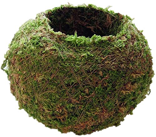 FRECI moss ball pot hanging display for versatile indoor and outdoor décor