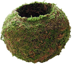 FRECI natural moss pot on shelf enhances home greening and style
