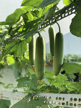Freedom Farms heirloom non-GMO seeds preserve traditional loofah varieties.